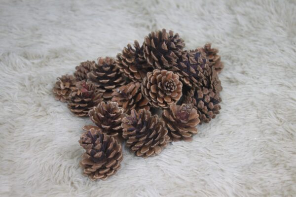 Mini Pine Cones - Masons Home Decor Singapore