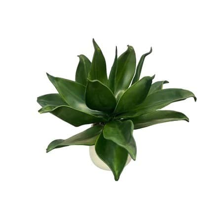 Artificial Agave - White Pot by masons home decor singapore