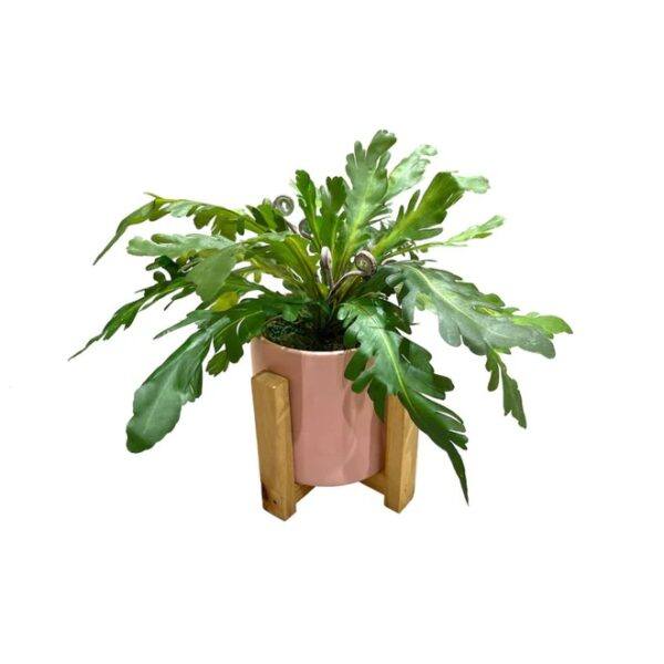 Artificial Asplenium - Pink Pot With Wooden Stand by masons home decor singapore