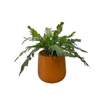 Artificial Asplenium - Terracotta Pot 1 by masons home decor singapore