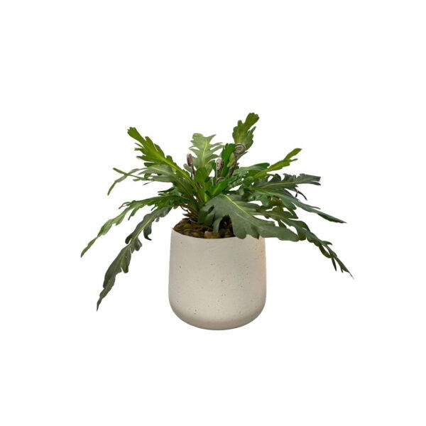 Artificial Asplenium - 0.3m - Pot White