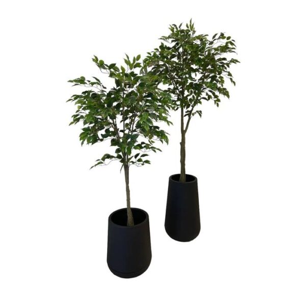 Artificial Benjamin Ficus Tree (Set of 2 - Assorted) - Black Textured Pot by masons home decor singapore