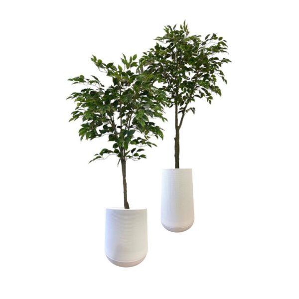 Artificial Benjamin Ficus Tree (Set of 2 - Assorted) - White Textured Pot by masons home decor singapore