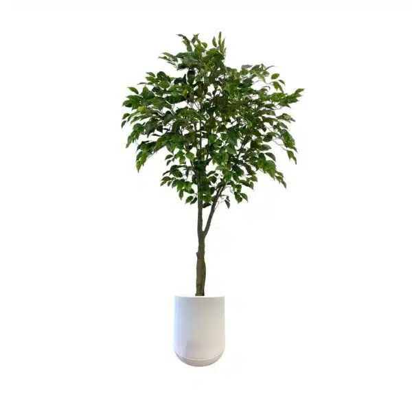 Artificial Benjamin Ficus Tree - Short White Textured Pot by masons home decor singapore