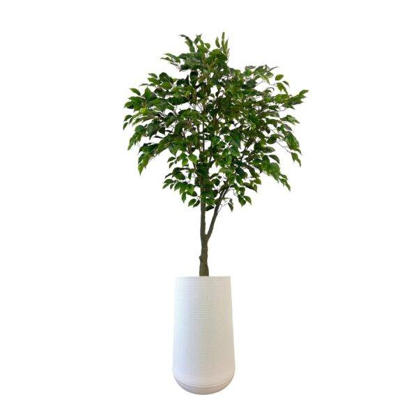 Artificial Benjamin Ficus Tree - Tall White Textured Pot by masons home decor singapore