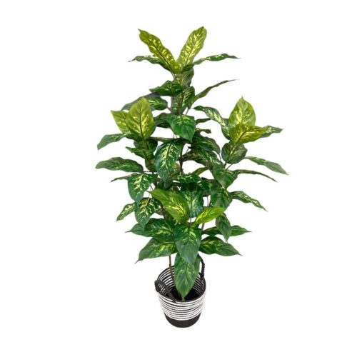 Artificial Dieffenbachia Plant - 1.2m - Black and White Basket