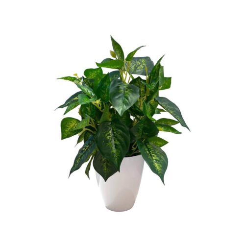 Artificial Dieffenbachia - 0.45m - Pot White