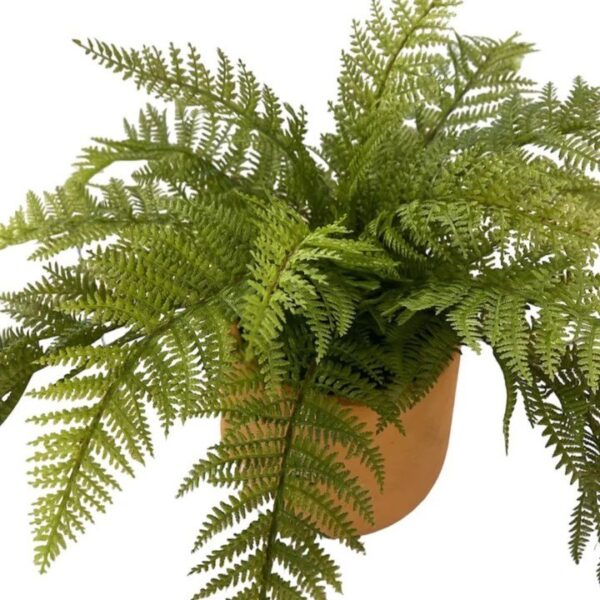 Artificial Emperor Fern - Terracotta Pot 2 by masons home decor singapore