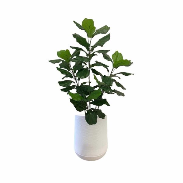 Artificial Fiddle Tree - 1.2m - Short White Textured Pot by masons home decor Singapore