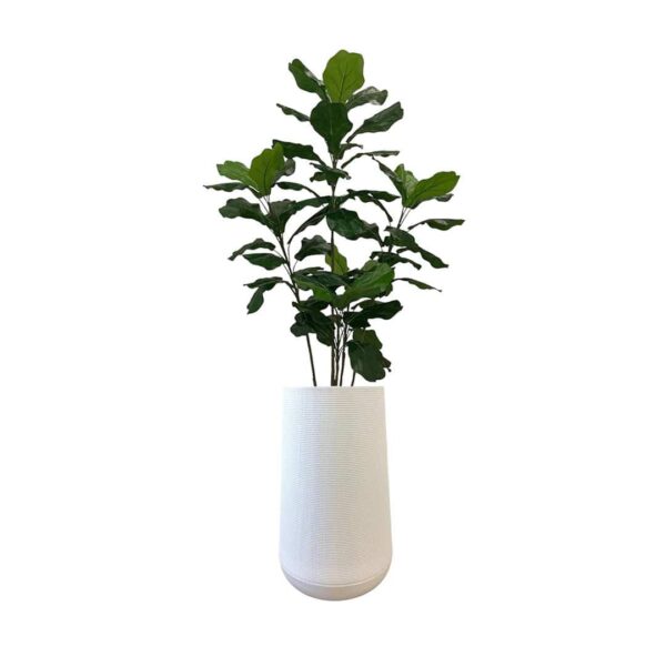 Artificial Fiddle Tree - 1.2m - Tall White Textured Pot by masons home decor Singapore