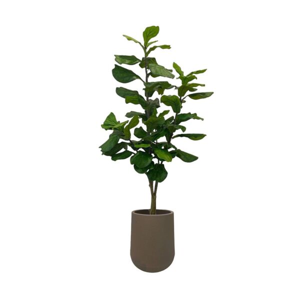 Artificial Fiddle Tree - 1.8m - Short Brown Textured Pot by masons home decor singapore