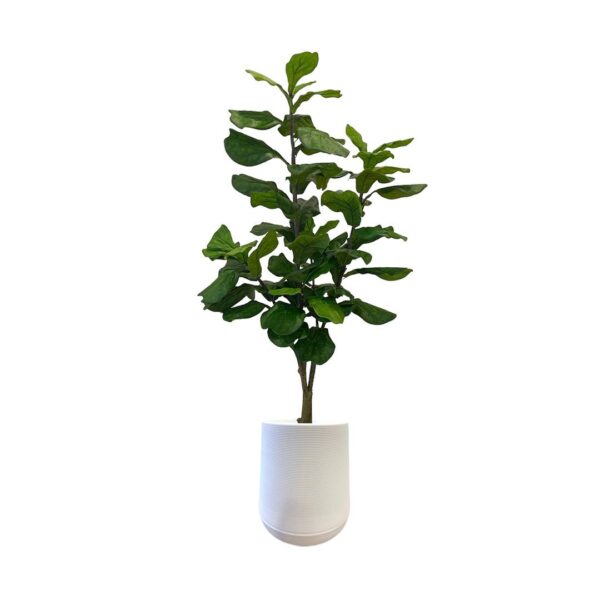 Artificial Fiddle Tree - 1.8m - Short White Textured Pot by masons home decor Singapore