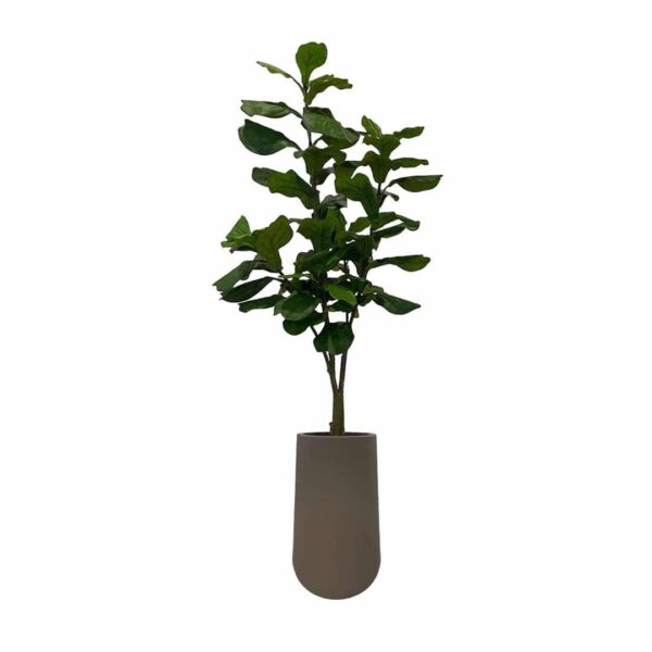 Artificial Fiddle Tree - 1.8m - Tall Brown Textured Pot by masons home decor singapore