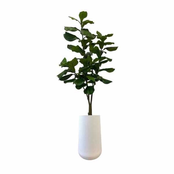 Artificial Fiddle Tree - 1.8m - Tall White Textured Pot by masons home decor Singapore