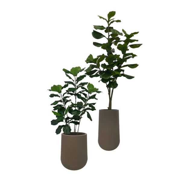 Artificial Fiddle Tree (Set of 2) - 1.2m and 1.8m - Short and Tall Pot Brown