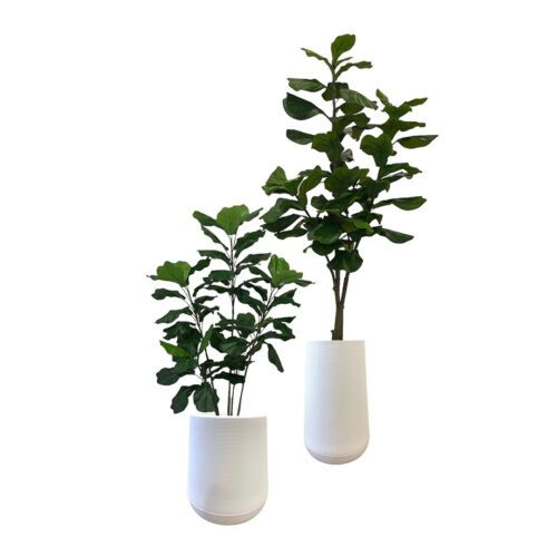 Artificial Fiddle Tree (Set of 2) - 1.2m and 1.8m - Short and Tall Pot White