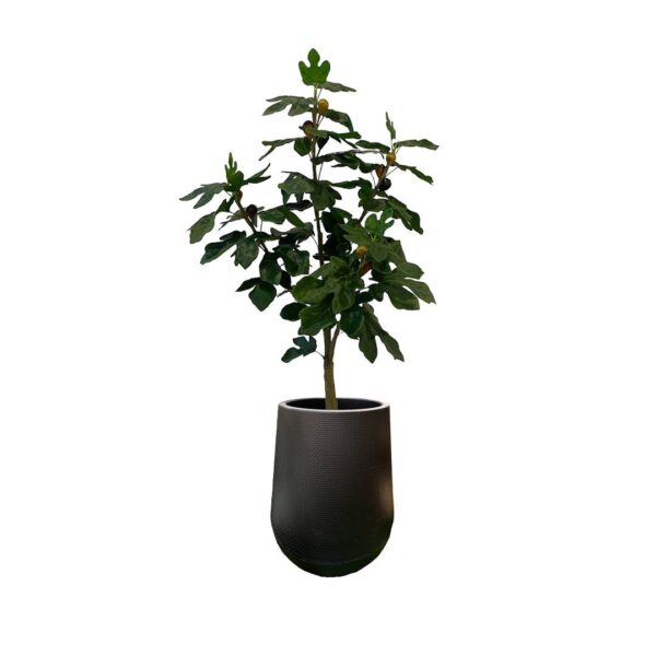 Artificial Fig Tree - 1.2m - Short Black Textured Pot by masons home decor Singapore