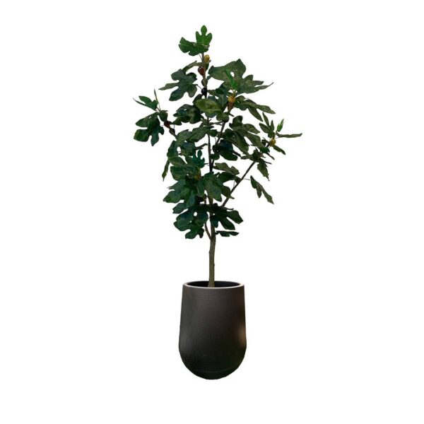 Artificial Fig Tree - 1.5m - Short Black Textured Pot by masons home decor Singapore