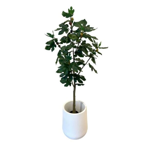 Artificial Fig Tree - 1.5m - Short White Textured Pot by masons home decor singapore