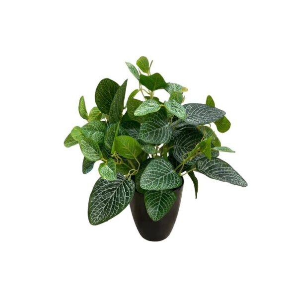 Artificial Fittonia - Black Pot 1 by masons home decor singapore