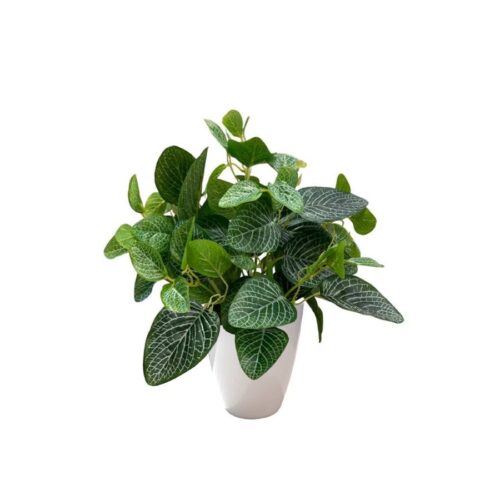 Artificial Fittonia - 0.45m - Pot White