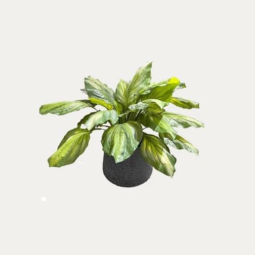 Artificial Hosta Plant - 0.62m - Grey Fibreglass Pot