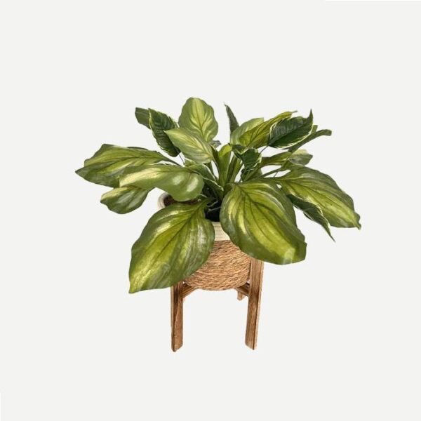 Artificial Hosta Plant - White and Brown Basket with Wooden Stand by masons home decor singapore