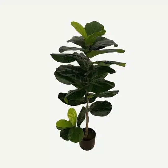 Artificial Lyrata Ficus - 1.1m -Basic Black Pot by masons home decor singapore