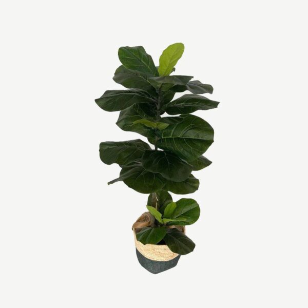 Artificial Lyrata Ficus - 1.1m - Brown and Blue Woven Basket by masons home decor singapore