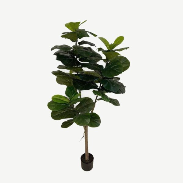 Artificial Lyrata Ficus - 1.5m -Basic Black Pot by masons home decor singapore