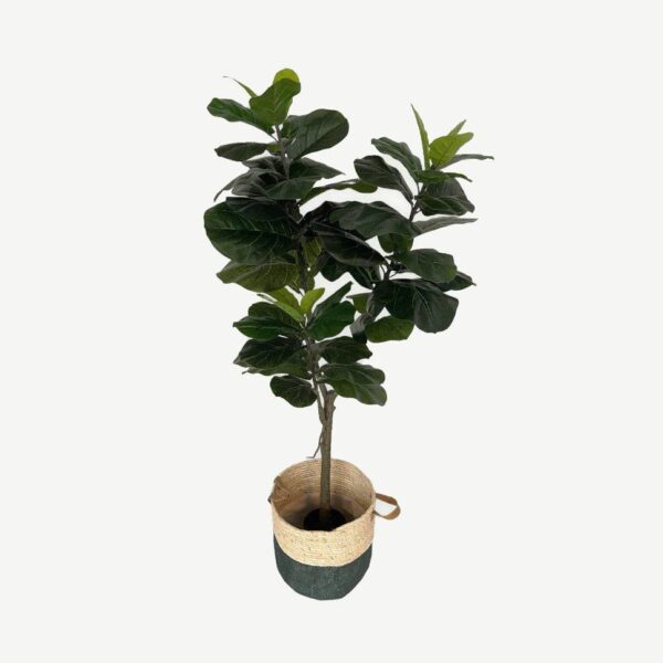 Artificial Lyrata Ficus - 1.5m - Brown and Blue Woven Basket by masons home decor singapore