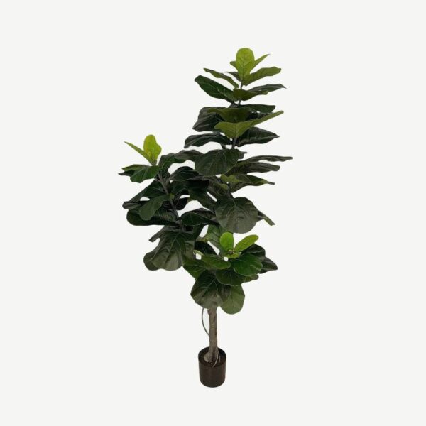 Artificial Lyrata Ficus - 1.8m -Basic Black Pot by masons home decor singapore