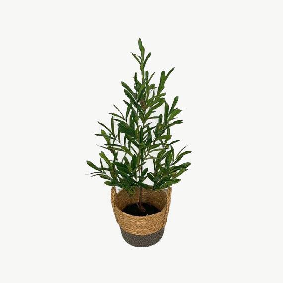 Artificial Olive Plant - 0.9m - Brown and Grey Basket by masons home decor singapore