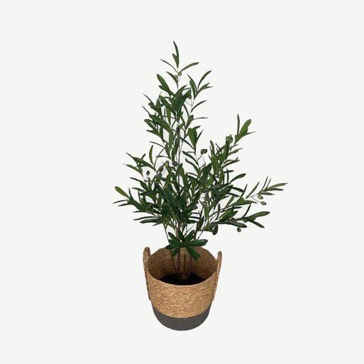 Artificial Olive Plant - 1.1m - Brown and Grey Basket by masons home decor singapore