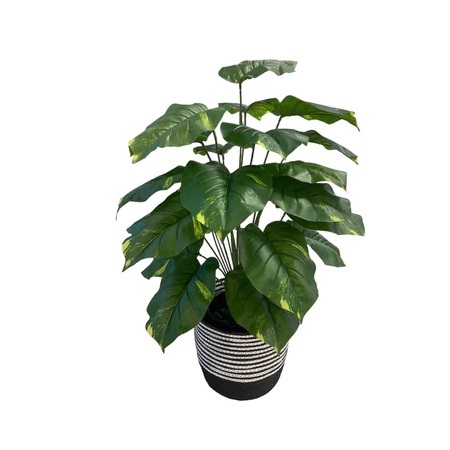 Artificial Pothos - 0.9m - Black and White Woven Basket by masons home decor singapore