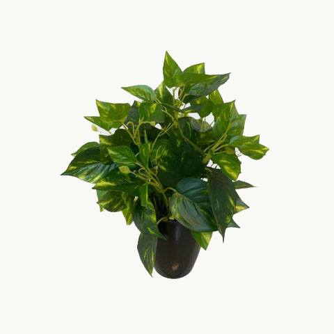 Artificial Pothos - Black Melanin Pot by masons home decor singapore