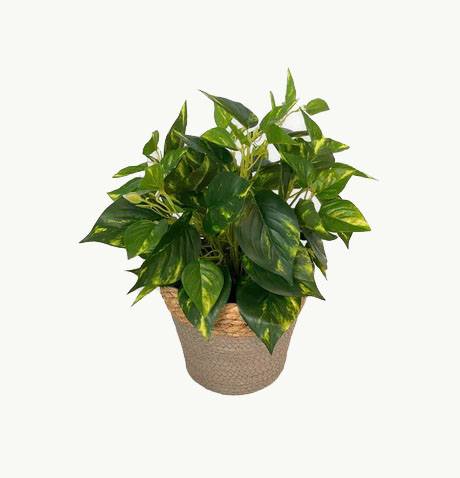 Artificial Pothos - Grey and Brown Basket by masons home decor singapore