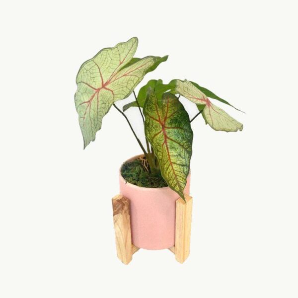 Artificial Potted Caladium - Pink Round Ceramic Pot 1 by masons home decor singapore