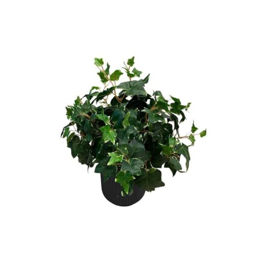 Artificial Potted Ivy Bush (Variegated) - Black Straight Textured Pot 1 by masons home decor singapore_