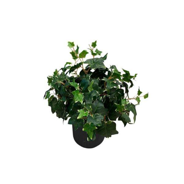 Artificial Potted Ivy Bush (Variegated) - 0.5m - Pot Black