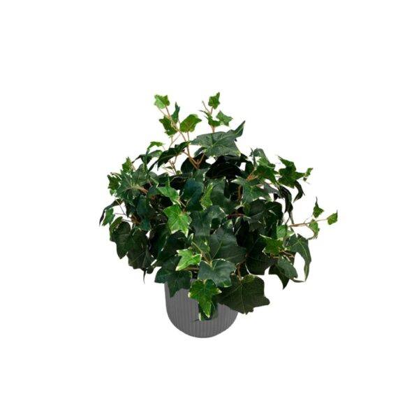 Artificial Potted Ivy Bush (Variegated) - 0.5m - Pot Grey