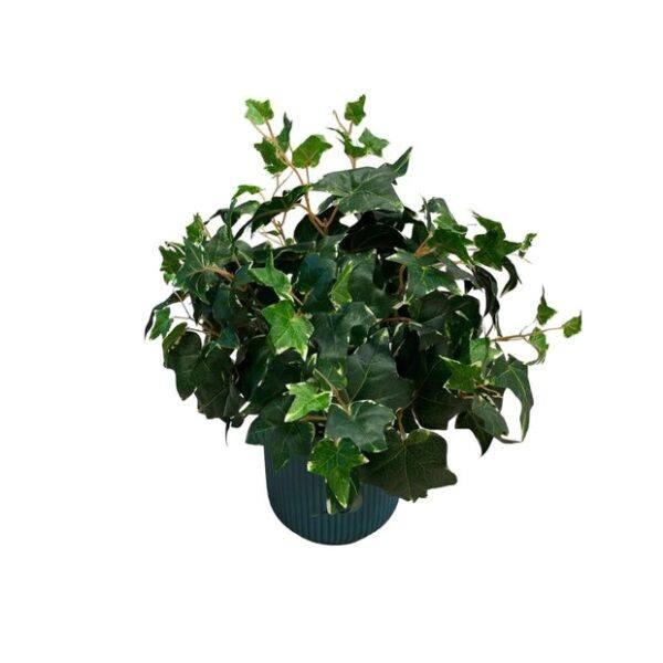 Artificial Potted Ivy Bush (Variegated) - Teal Straight Textured Pot 1 by masons home decor singapore