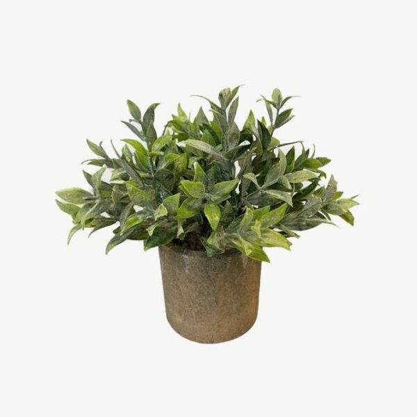 Artificial Potted Mini Plant - Ruscus - Grey Pot by masons home decor singapore