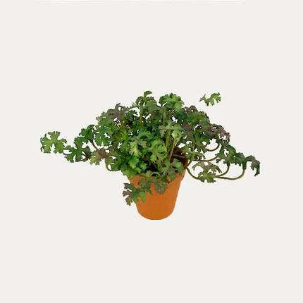 Artificial Potted Parsley (Green) - Brown Plastic Pot by masons home decor singapore