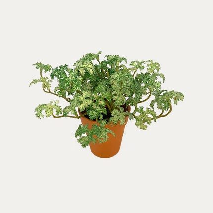 Artificial Potted Parsley (Variegated Green) - Brown Plastic Pot by masons home decor singapore