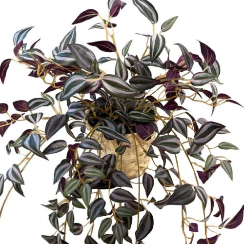 Artificial Purple Wandering Jew Bush (Without Wooden Stand) - Basket by masons home decor singapore