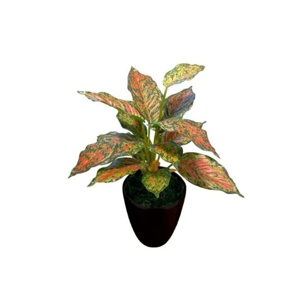 Artificial Red Aglaonema - Black Melanin Pot 1 by masons home decor singapore