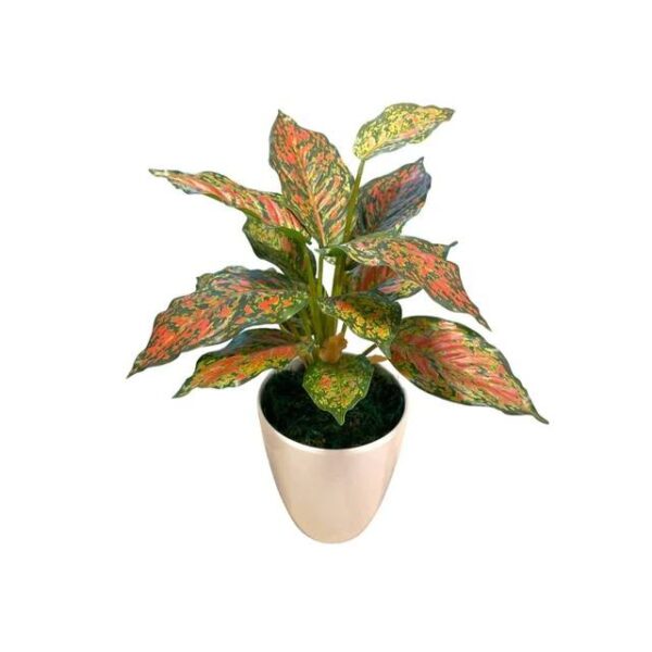 Artificial Red Aglaonema - White Melanin Pot 1 by masons home decor singapore