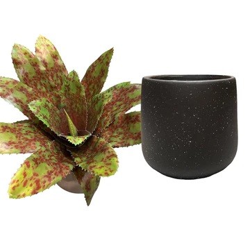 Artificial Red-Spotted Bromelia - Black Pot by masons home decor singapore