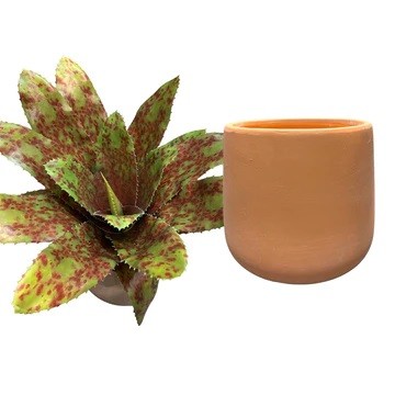 Artificial Red-Spotted Bromelia - Terracotta Pot by masons home decor singapore